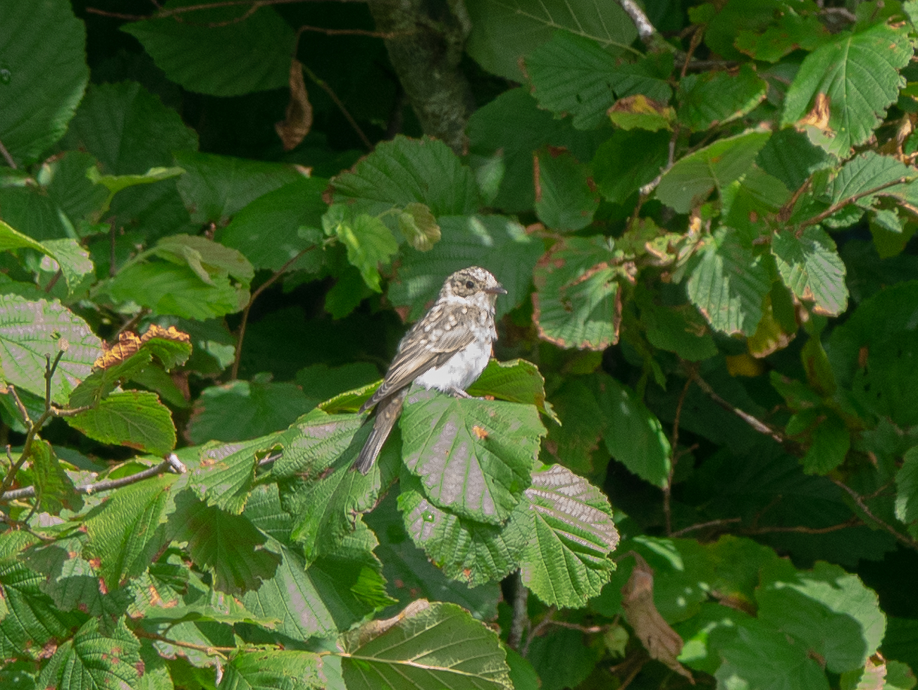 28 augustus 2021 in Noord-Oost Groningen